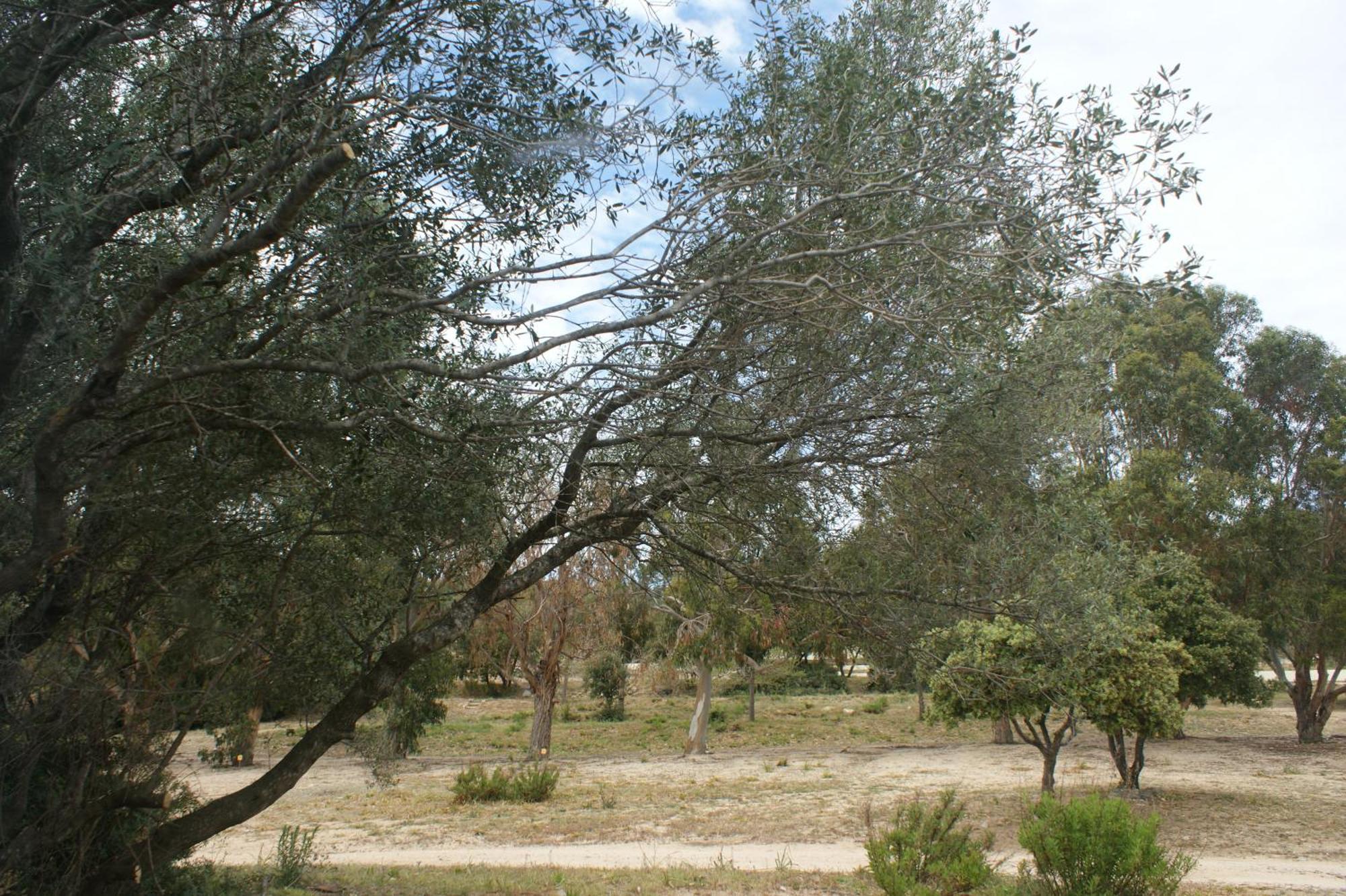 Villa Belle Location Sur Lumio Avec Vue Remarquable Et Jardin Exterior foto